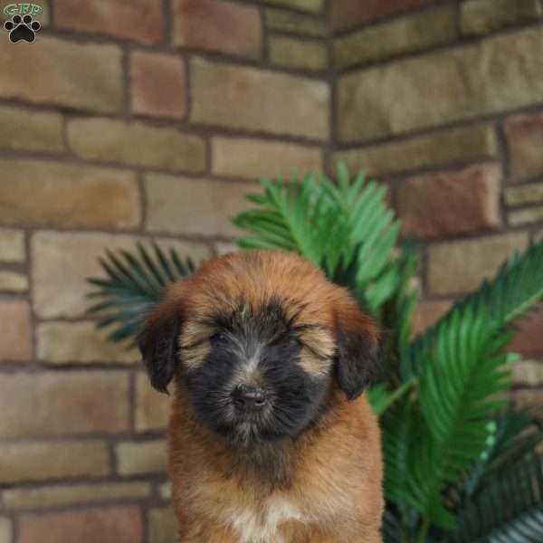 Orla, Soft Coated Wheaten Terrier Puppy